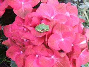 夏｜「花の朝霧」　（静岡県静岡市駿河区の花キューピット加盟店 花屋）のブログ